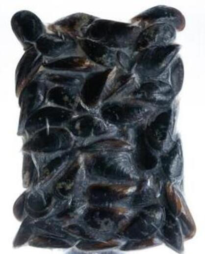 Ολόκληρα μύδια 30/40 1kg                                